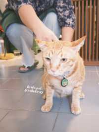 ไปเดทกัน แบบสายเติมแมวกันที่ Moon.S Cafe