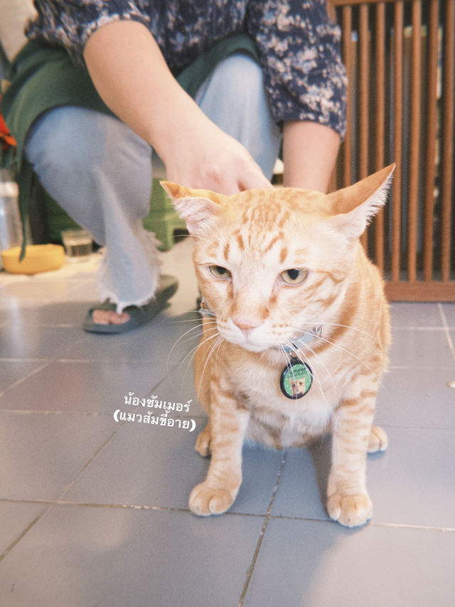 ไปเดทกัน แบบสายเติมแมวกันที่ Moon.S Cafe