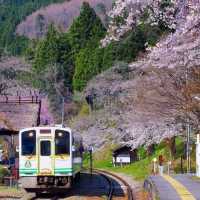 村上牛舌與櫻花隧道慢旅