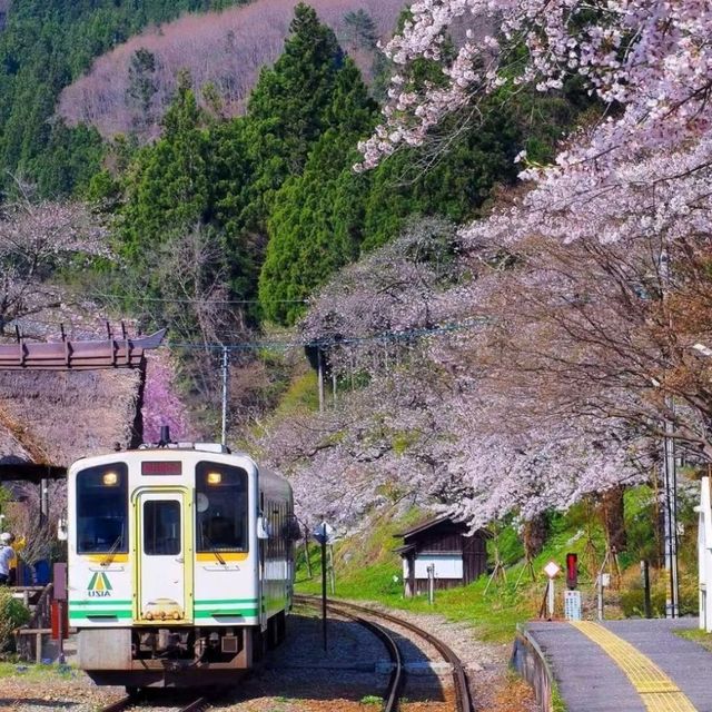 村上牛舌與櫻花隧道慢旅