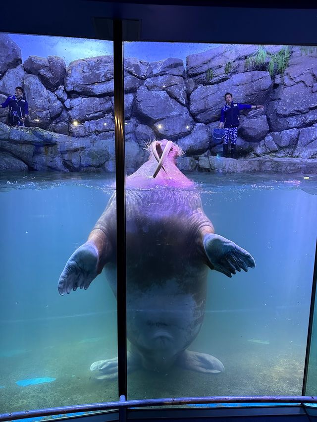 橫濱八景島海島樂園——與活力滿滿的海洋生物相遇！