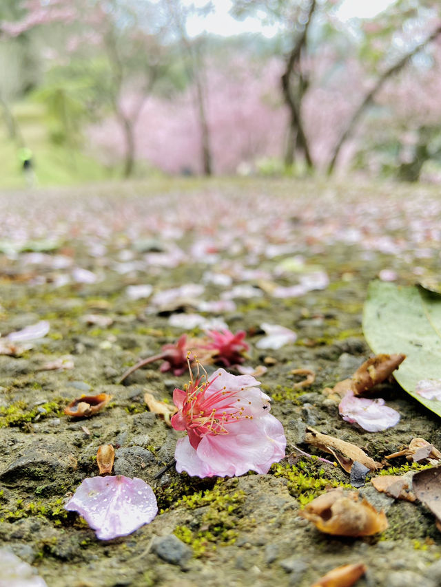 春日限定美景！桃園山林秘境，櫻花滿開超夢幻！