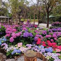 Daan Forest Park