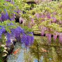 【奈良県】 我が国最古の万葉植物園　藤を見に行こう🍇