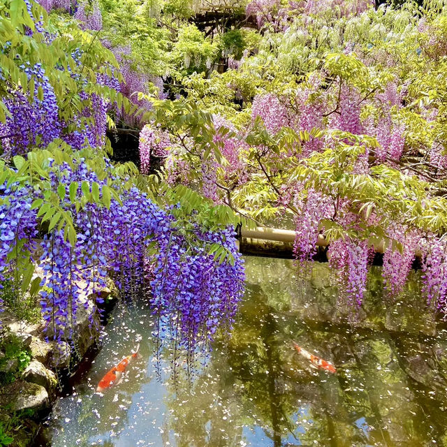 【奈良県】 我が国最古の万葉植物園　藤を見に行こう🍇