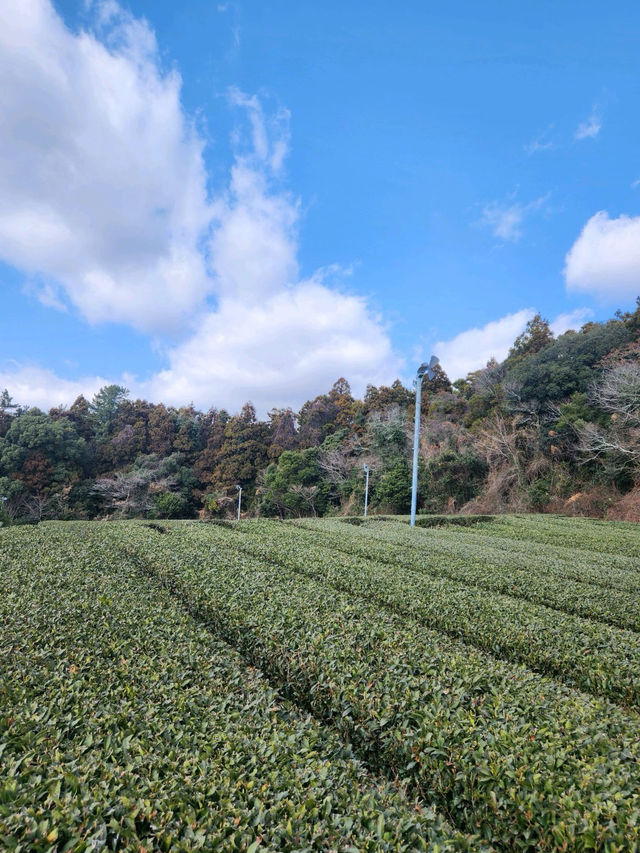 🪅🌳🪄제주 서쪽 가볼만한 곳 오설록 티뮤지엄 