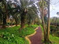 An enchanting palm forest in Jeju, Sangari Palm Forest