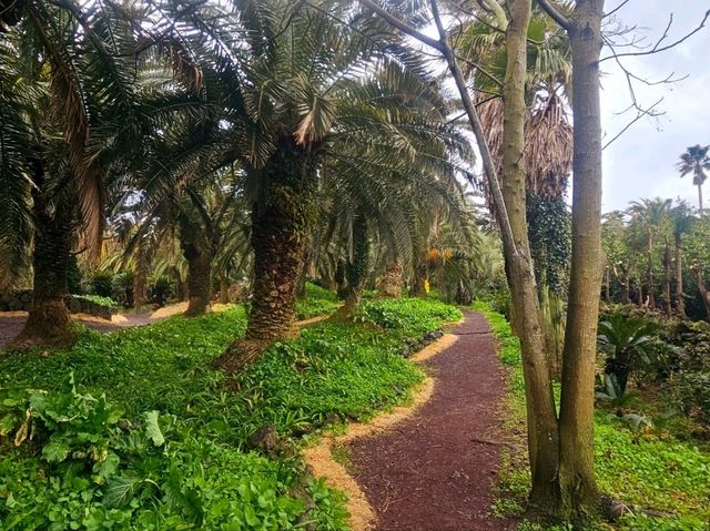 An enchanting palm forest in Jeju, Sangari Palm Forest