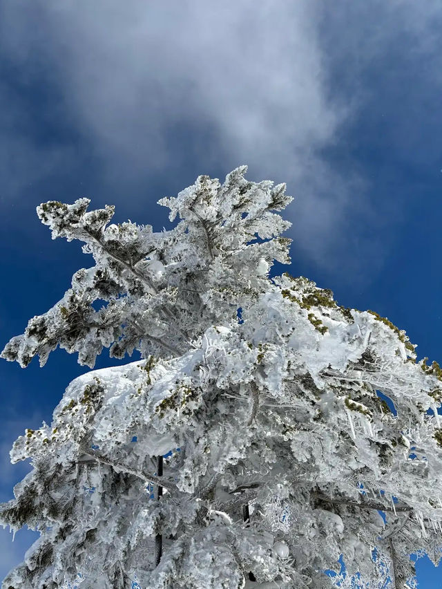 Shiga Kogen