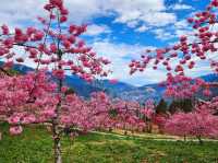 福壽山農場|千櫻園櫻花美景