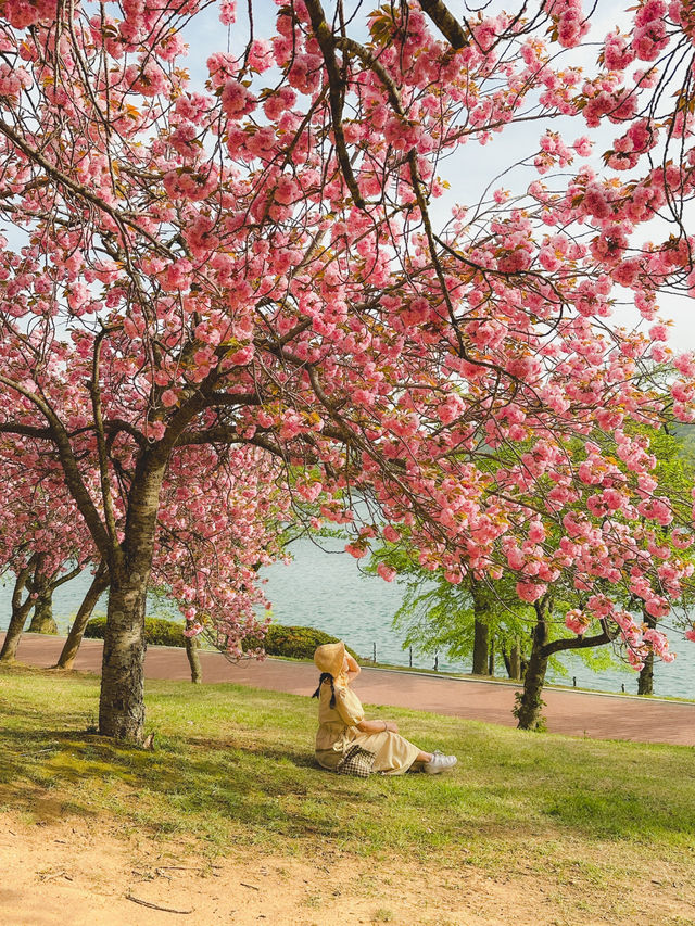부산 근교 겹벚꽃 명소 모음🌸