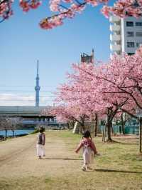 東京河津櫻賞櫻指南 🌸 舊中川櫻花盛開中！