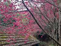 橘祥合院《古典三合院 櫻花盛開滿山紅》