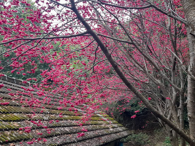 橘祥合院《古典三合院 櫻花盛開滿山紅》