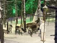 Meet the Reindeer at China Snow Town