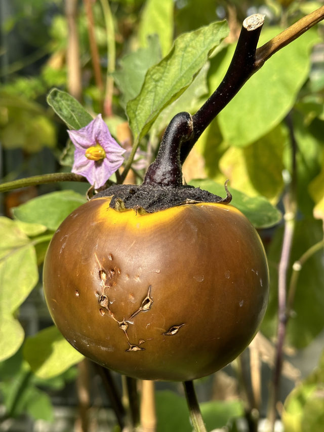 A Tranquil Retreat: A Day at St. Gallen’s Botanical Gardens