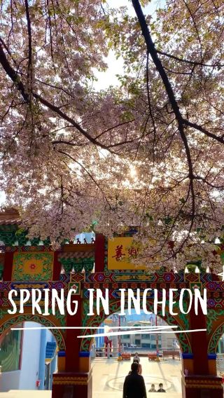 Incheon in Bloom: The Ultimate Cherry Blossom Escape! 🌸