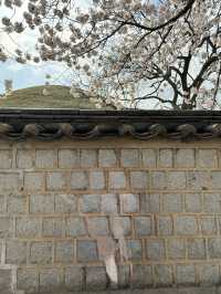 경부 봄여행 코스 공유해요 🌸🌸