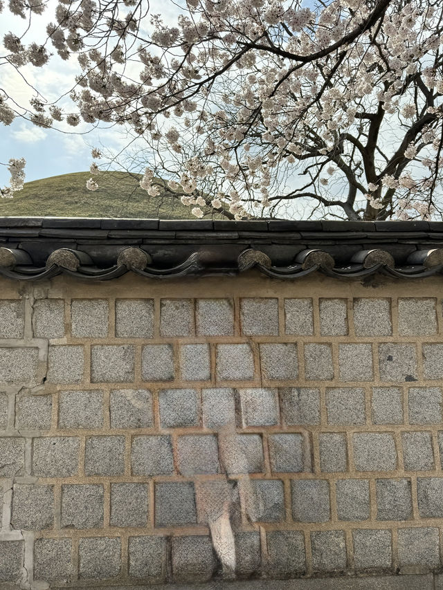 경부 봄여행 코스 공유해요 🌸🌸