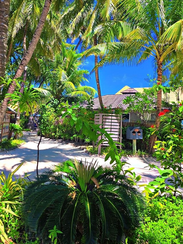 Spring Fling in Kuredu 🌼