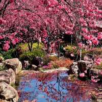 頭前溪河濱公園～櫻花盛開的春日樂園 🌸🚶‍♀️