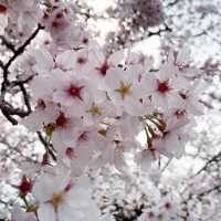🌸 **福岡秋月（Akizuki）櫻花觀賞遊覽分享** 🌸
