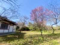 💕洛陽世外桃源✨隋唐城遺址植物園🌳