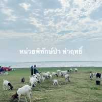 ฮีลใจในวันหยุด ทุ่งหญ้าท้ายเขื่อนป่าสัก 🐑
