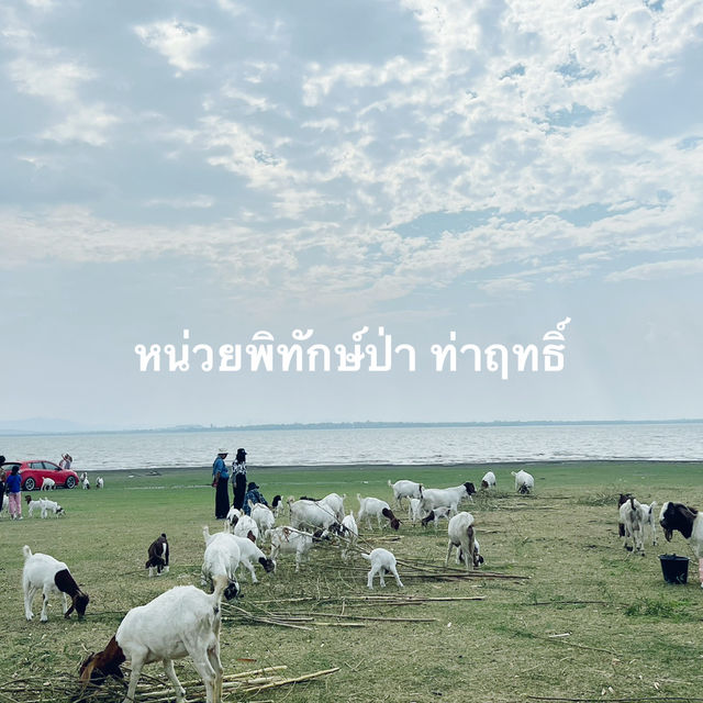 ฮีลใจในวันหยุด ทุ่งหญ้าท้ายเขื่อนป่าสัก 🐑