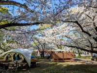 福岡舞鶴公園，市區內最便捷的賞櫻景點