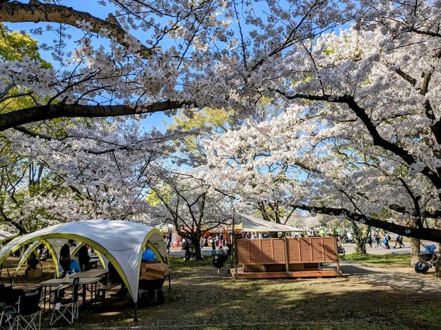 福岡舞鶴公園，市區內最便捷的賞櫻景點