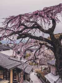 Chasing Sakura in Kyoto II