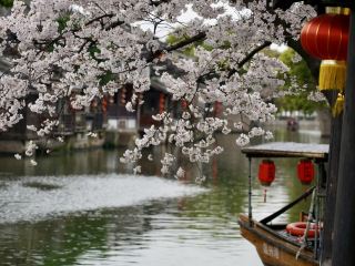 Chasing Jay Chou’s Footsteps: A Dreamy Morning in Xitang Under Cherry Blossoms