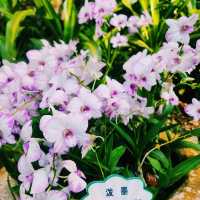 A Stroll Through Yalong Bay’s Flower & Butterfly Garden