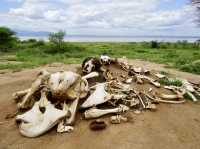 Spring Trip to Tanzania: Exploring Lake Manyara National Park