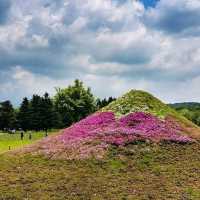 Shibazakura Garden, Japan: A Springtime Wonderland