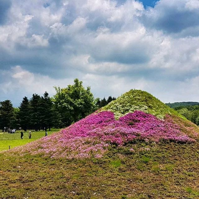 Shibazakura Garden, Japan: A Springtime Wonderland
