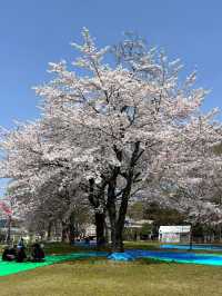 仙台西公園賞櫻美景