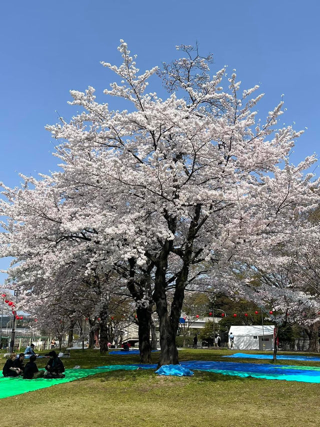 仙台西公園賞櫻美景