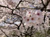 名古屋名城公園賞櫻美景