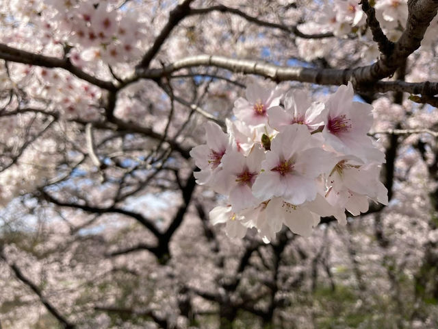 名古屋名城公園賞櫻美景