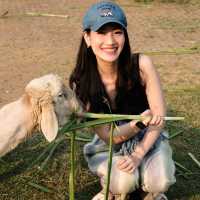 The Scenery Farm สวนผึ้ง