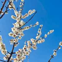 SEOMJIN RIVER | A HIDDEN GEM FOR STUNNING CHERRY BLOSSOMS