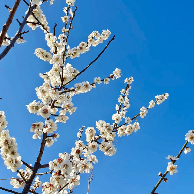 SEOMJIN RIVER | A HIDDEN GEM FOR STUNNING CHERRY BLOSSOMS