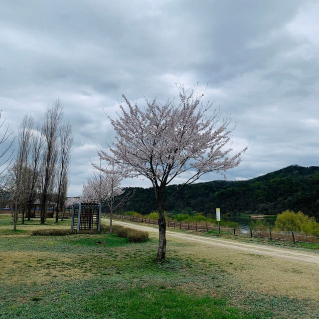 경기도 벚꽃명소