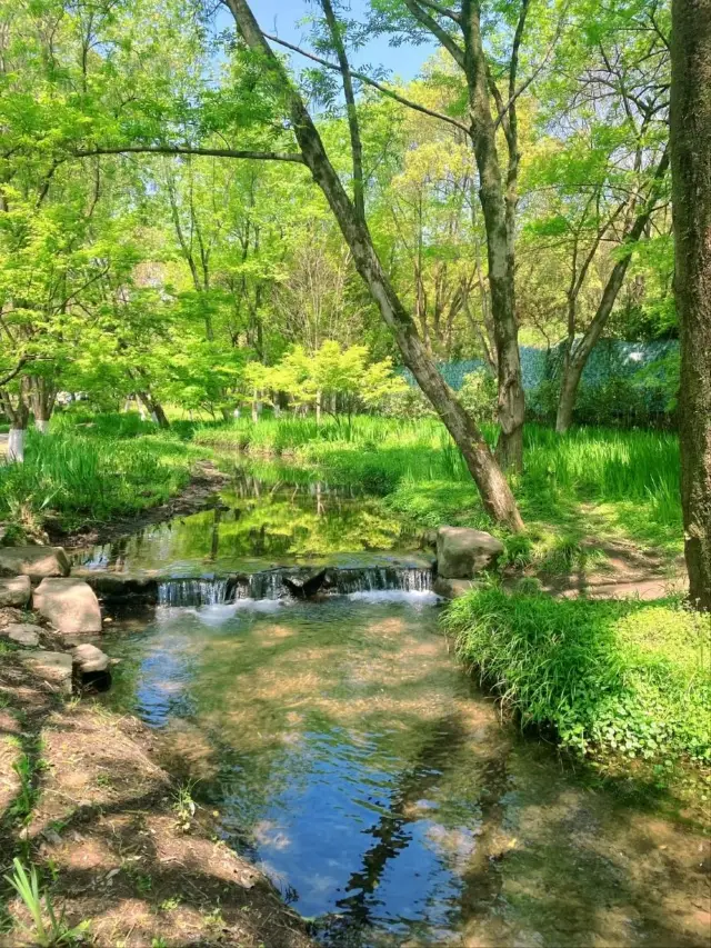 Hangzhou’s Hidden Gem-Nine Creeks and Misty Trees