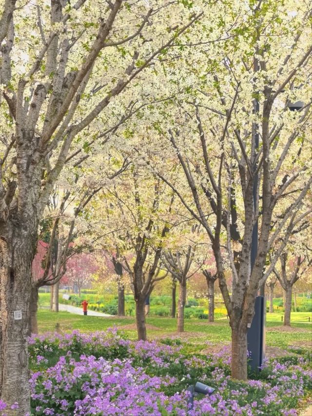 Shanghai’s Newest & Most Futuristic Sakura Destination