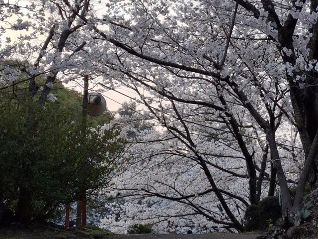 2025年4月2日日本高松市朝日山森林公園滿開