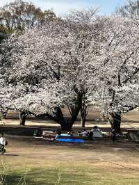 Sakura in grandberry park!!