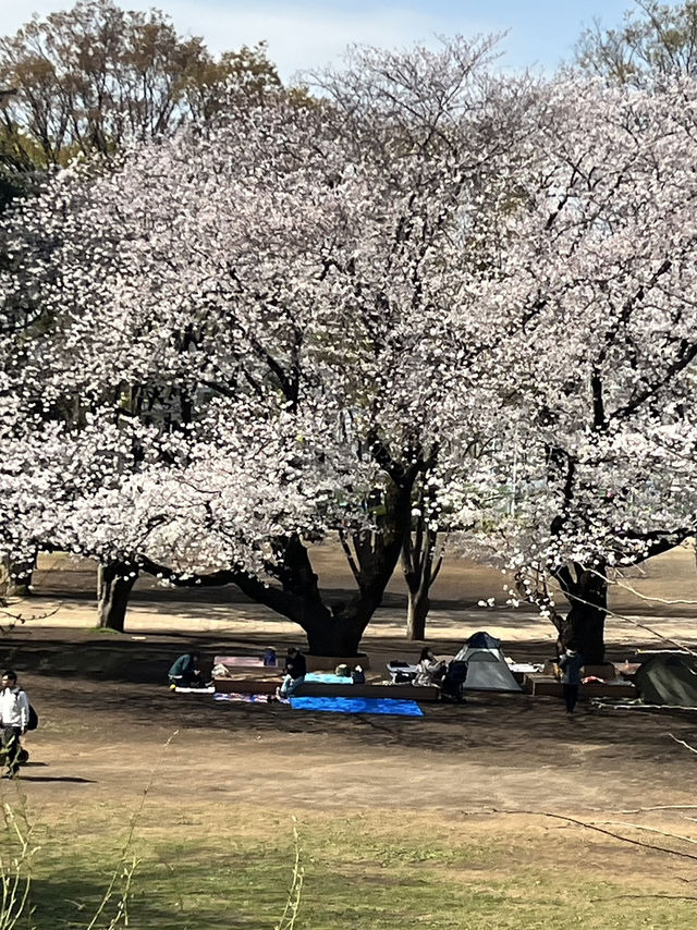 Sakura in grandberry park!!